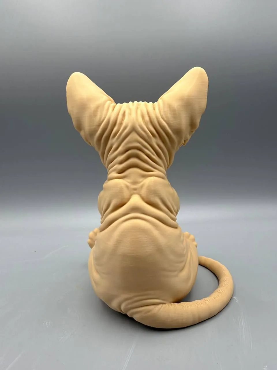 Gato esfinge gruñón