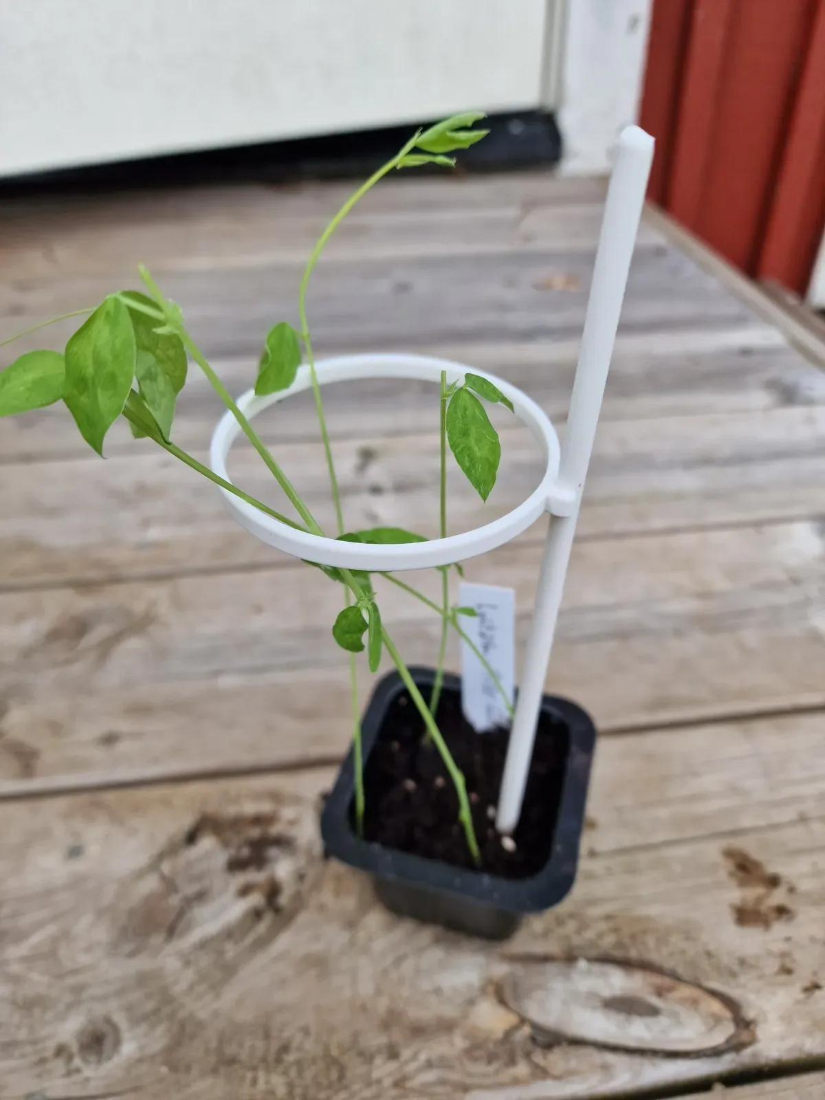 Tutor con aro para plantas impreso en 3D, foto 3