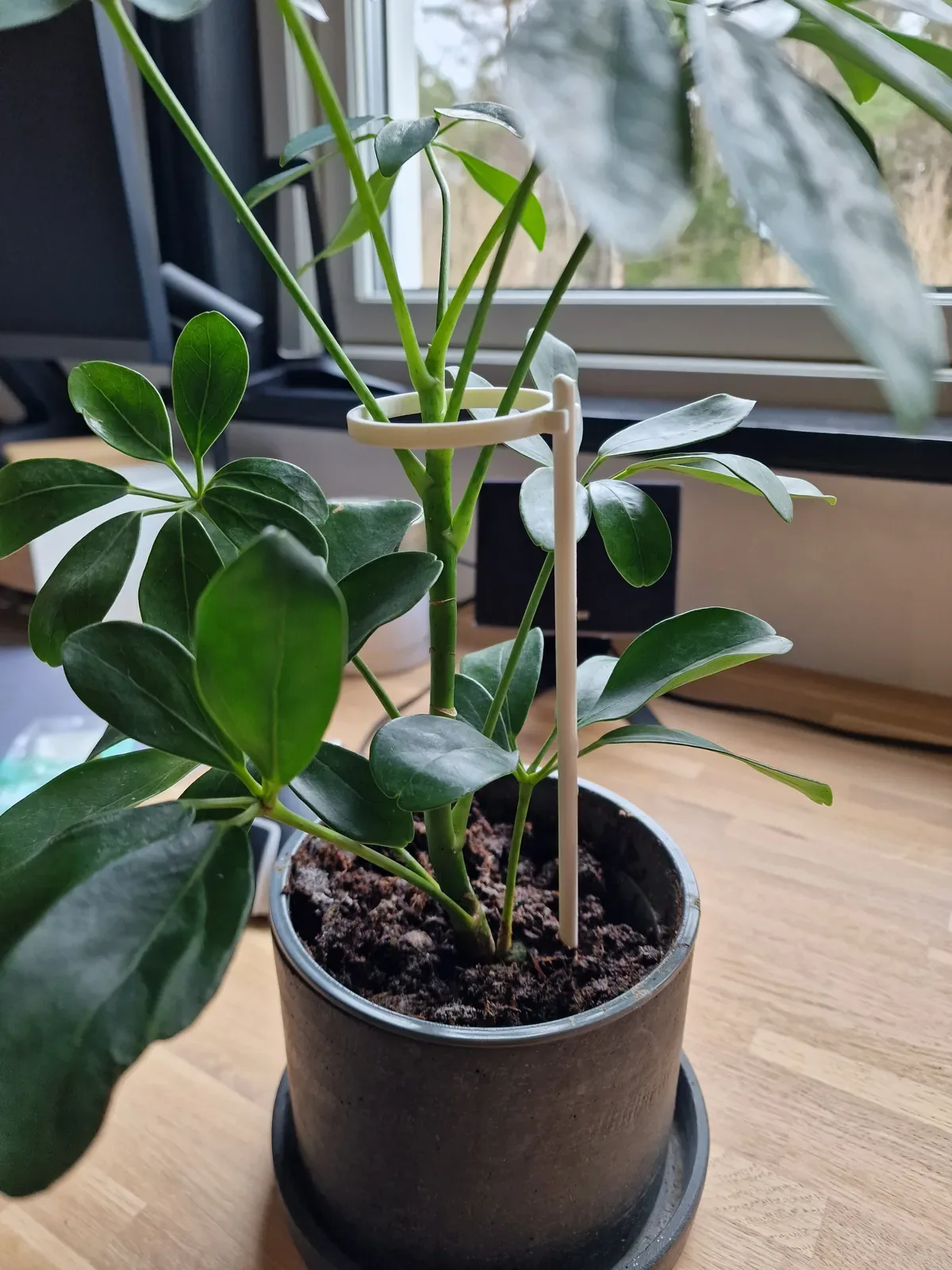 Tutor con aro para plantas impreso en 3D, foto 5