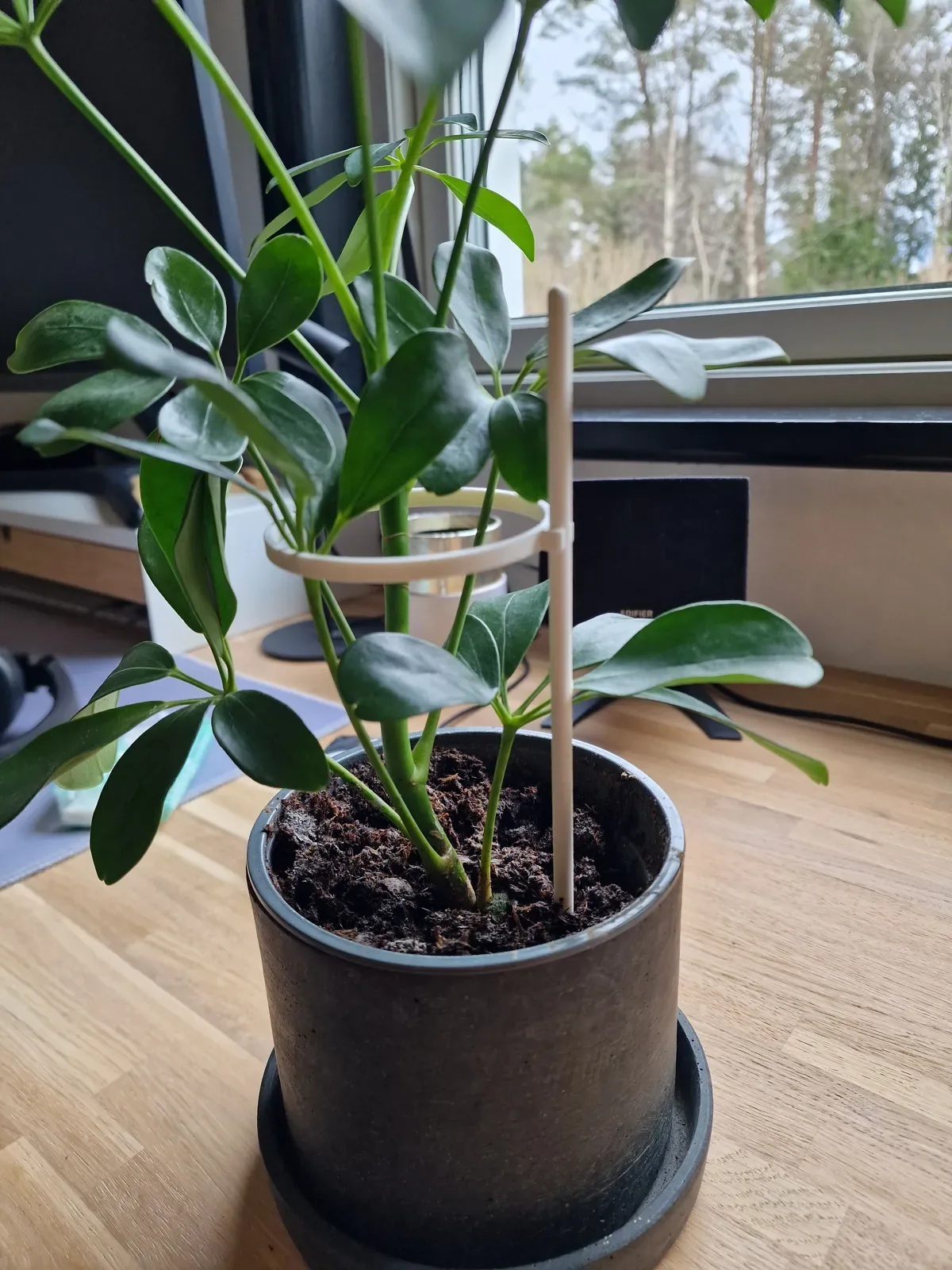 Tutor con aro para plantas impreso en 3D, foto 6