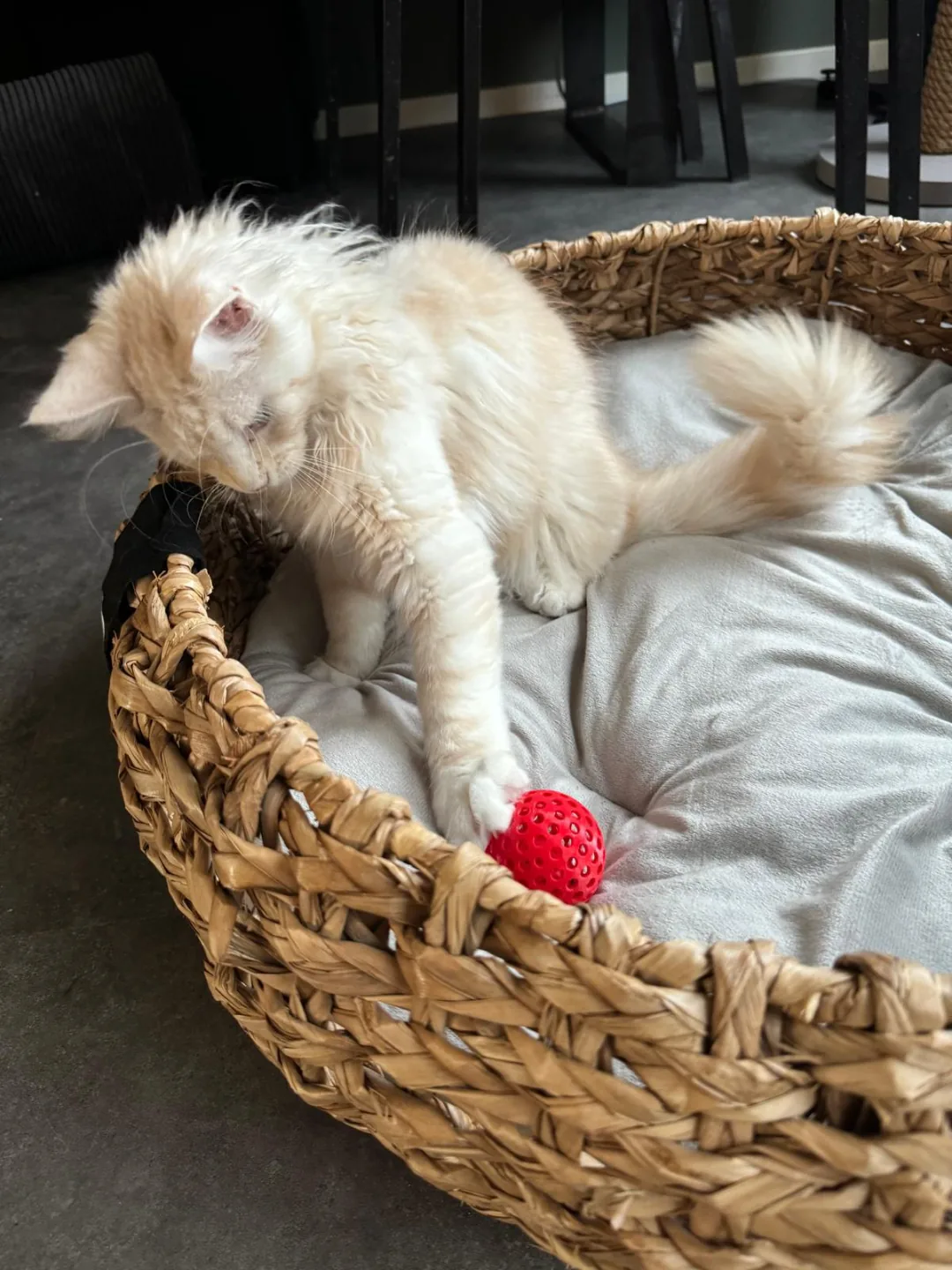 3D printed Cat Ball with Inner Ball, photo 3