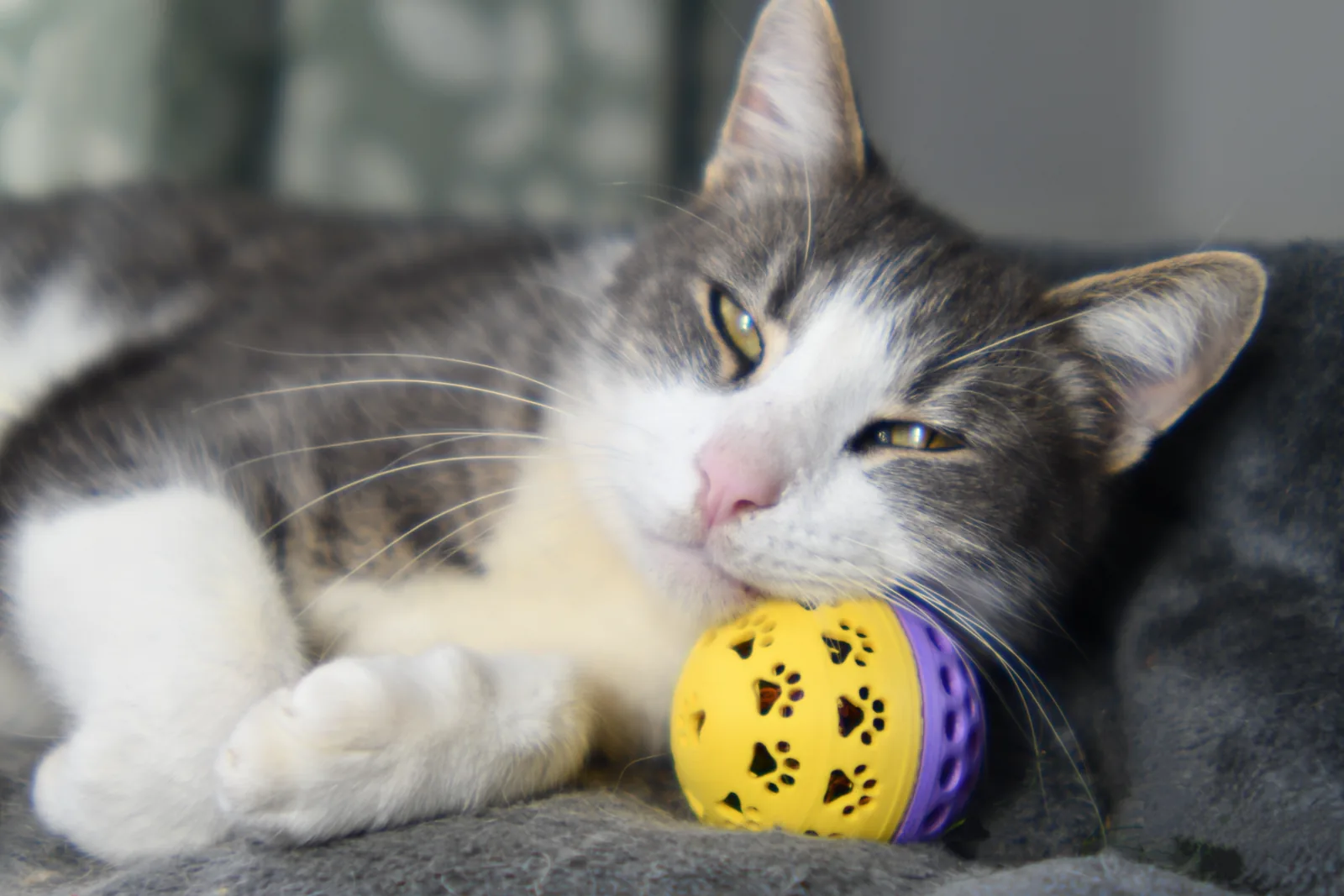 Pelotas rellenables para gatos impreso en 3D