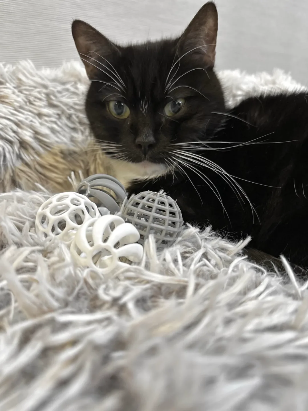 Pelotas caladas para gatos