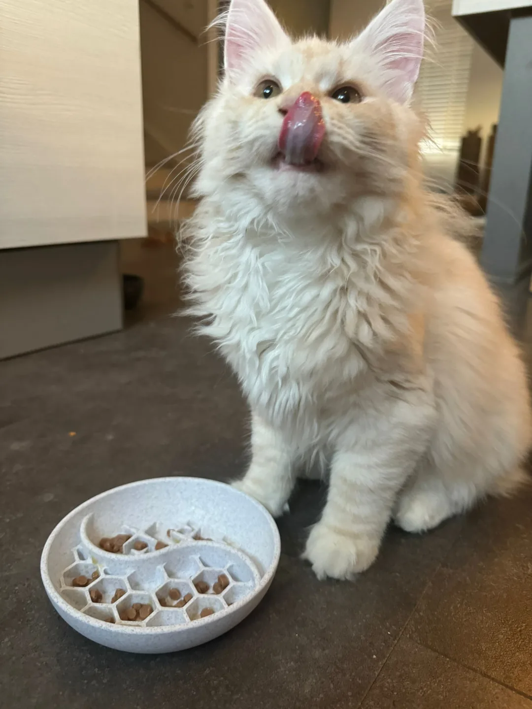 Comedouro lento para gatos impresso em 3D, foto 3